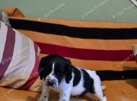 Clumber x springer  x cocker