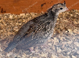 Male California quail chick