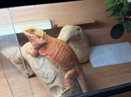 Baby Bearded Edd Dragons