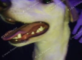 Saluki x whippet bitch for sale