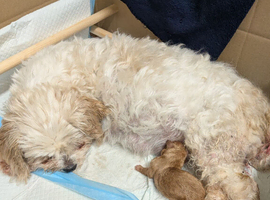 Cavapoo x maltipoo puppies