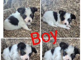 Papillion puppies