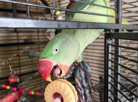 Alexandrine parakeet