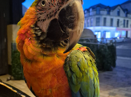 Macaw Parrots