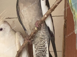 Hen cockateil