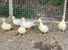 6 call ducks