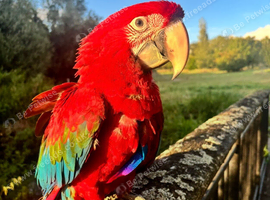 Beautiful Home Needed For Arnold