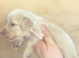 Clear Cream KC Reg Mini Dachshunds