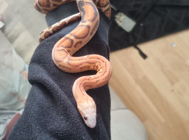 Female scaless corn snake - 1yr old