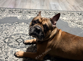 Rehoming my male French bulldog