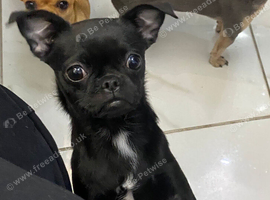 Black chug female 22 months old neutered for sale