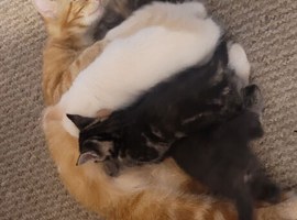 Beautiful kittens for sale.