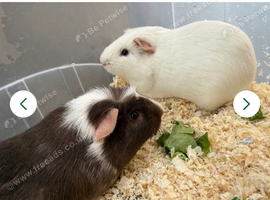 2 male guinea pigs