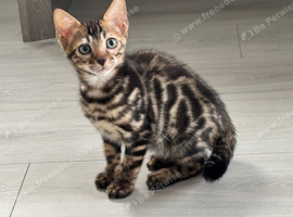 Outstanding full pedigree Rosette bengal kitten