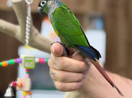 Green cheek conure