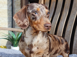 DNA Health Tested clear KC REG Mini Dachshund