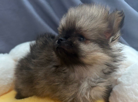 Exceptional tiny kc Pomeranian puppies. Male & female stunning!