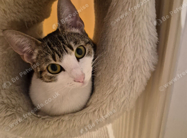 Cat 1 yr old