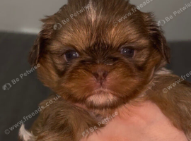 Imperial Shih Tzu