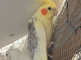 Cockatiel, Canaries, budgies,  and Ringneck