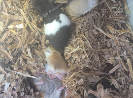 Lots of baby Syrian hamsters