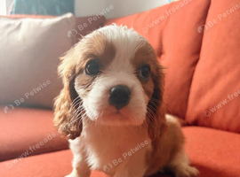 Handsome Blenheim boy left