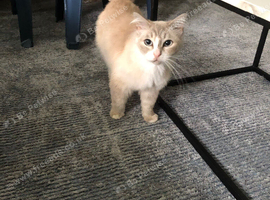 Ragdoll female