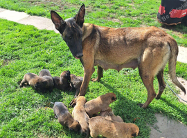 Malinios cross dutch herder pups