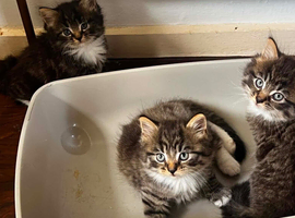 Fully Siberian kitten