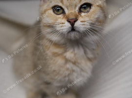 GCCF Golden BSH Kittens | Ready Now
