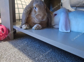 Rabbits