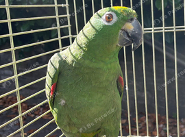 Tame and talking mealy Amazon