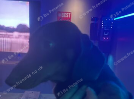 Dachshund for rehoming due to no fault of her own