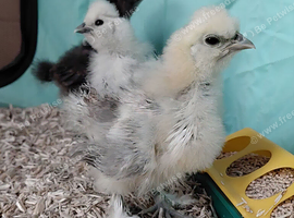 Pure Silkie Chicks