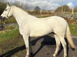 *** Smart Connemara Gelding***