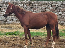Lovely 2yr sports horse gelding