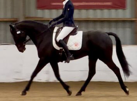 Stunning 5yr old gelding for sale