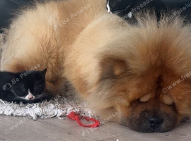 3 years old male chow chow