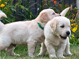 2 Goldie puppies left!