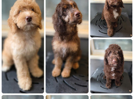 Gorgeous miniature labradoodle puppies