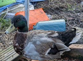 2 mallard ducks adults