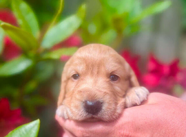 Cocker spaniel puppies