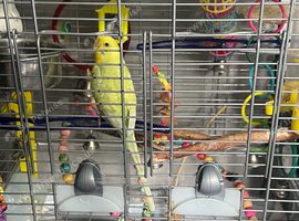 Budgie and cage for rehome