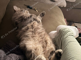 Ragdoll/tabby