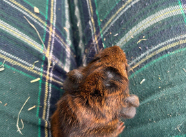 2 baby boy guiena pigs