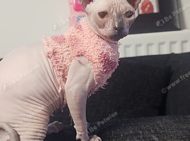 Sphynx hairless kitten  bright and smart