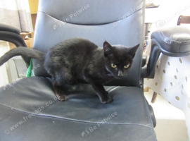 beautiful black kitten