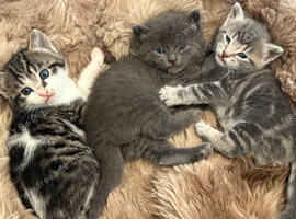 fluffly kittens for sale