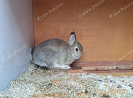 Netherland Dwarf does
