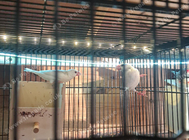 Pair of white bonded javas for sale